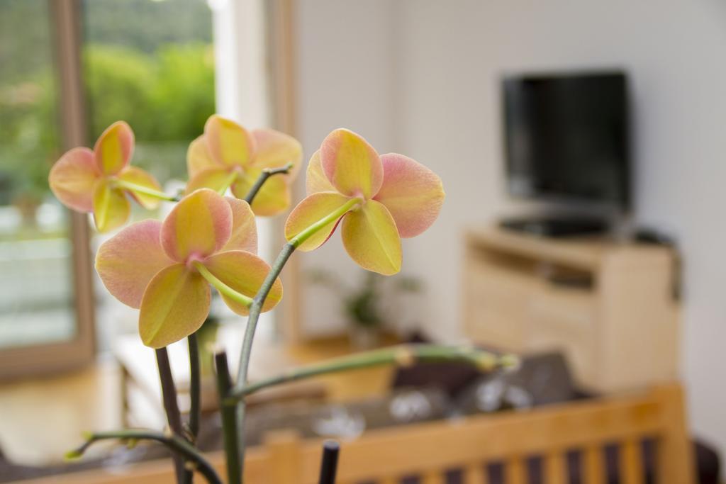 Apartments Brezanin 수토모레 외부 사진
